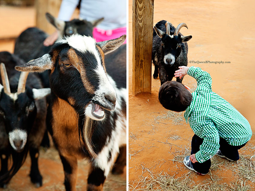little boy with goats at Houston Zoo