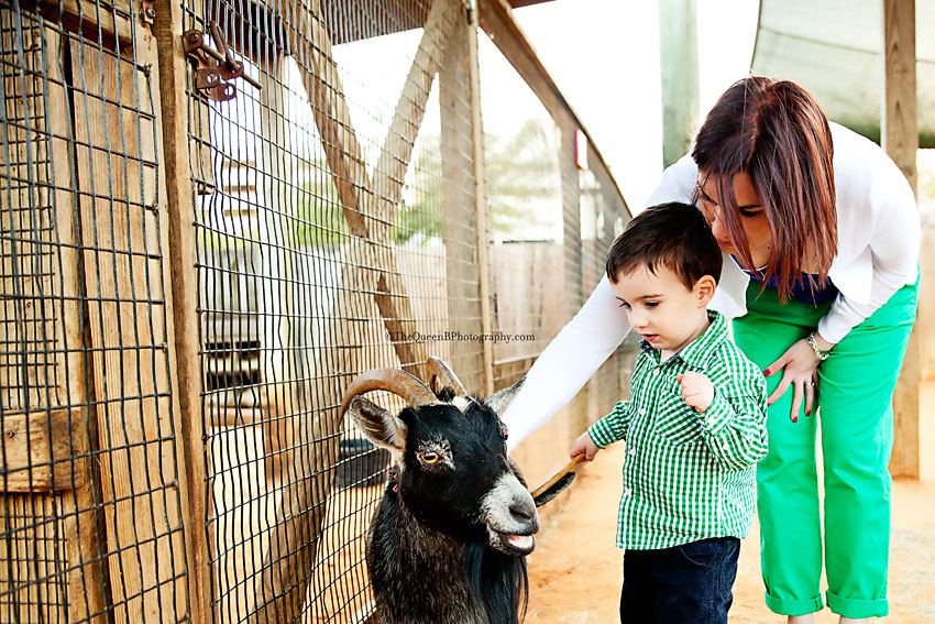 little boy and mom brushing goat at petting zoo