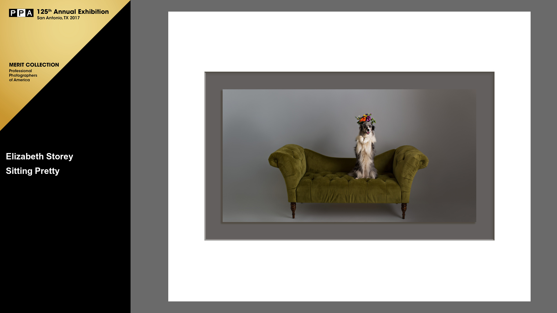 International Print Competition award for portrait of border collie on green velvet sofa
